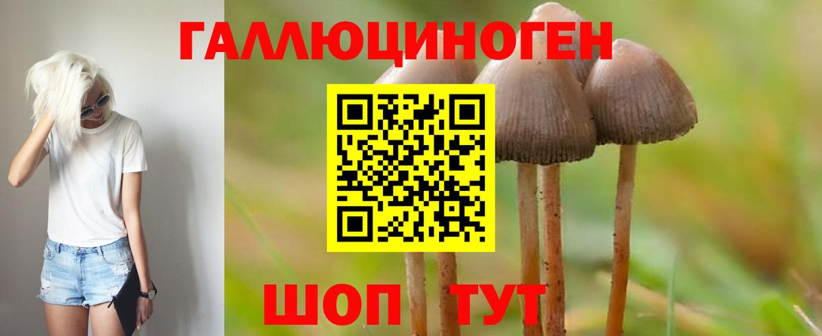 как найти   Псилоцибиновые грибы GOLDEN TEACHER  Вход с VPN  Курск 